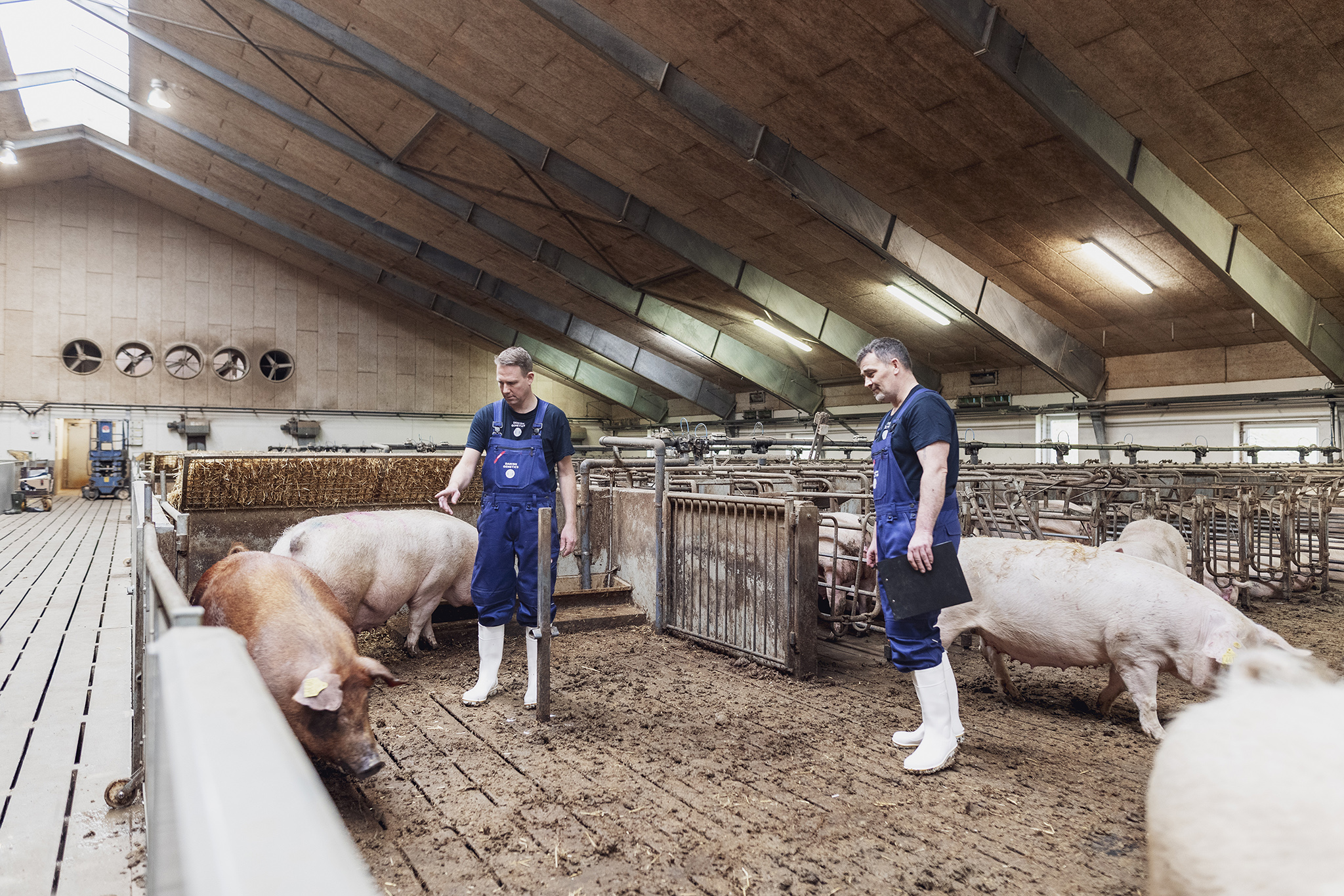 Danish Pig Genetics leverer overskud
