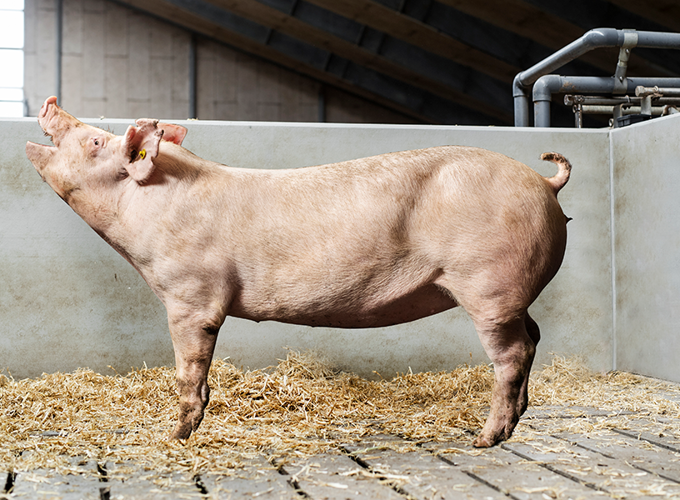 Dansk_Landrace
