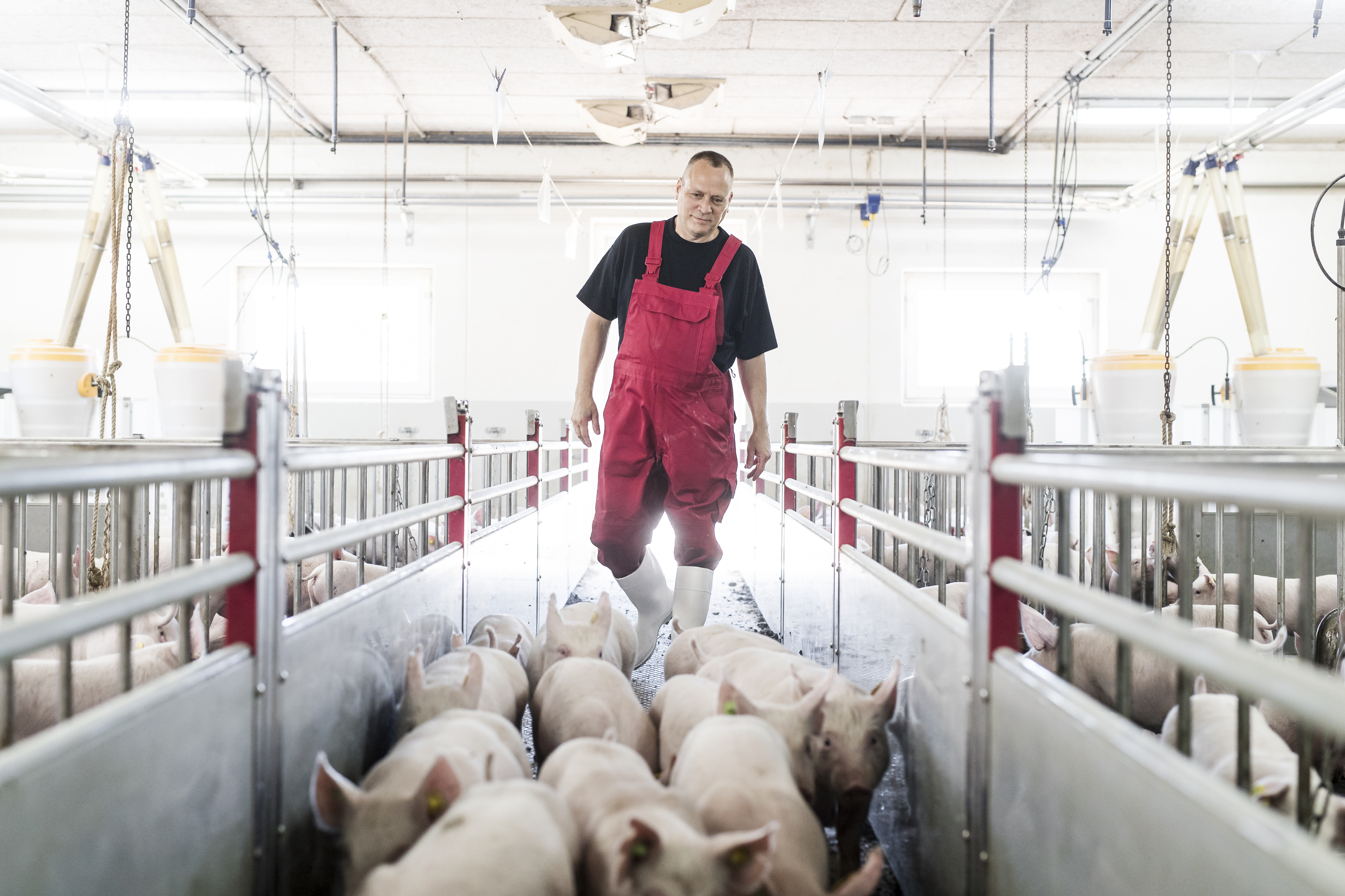 Danishgenetics 4958 Edit