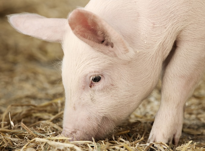 GAB2993 Image119