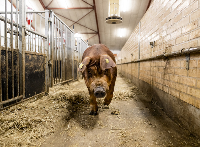 Dansk_Duroc