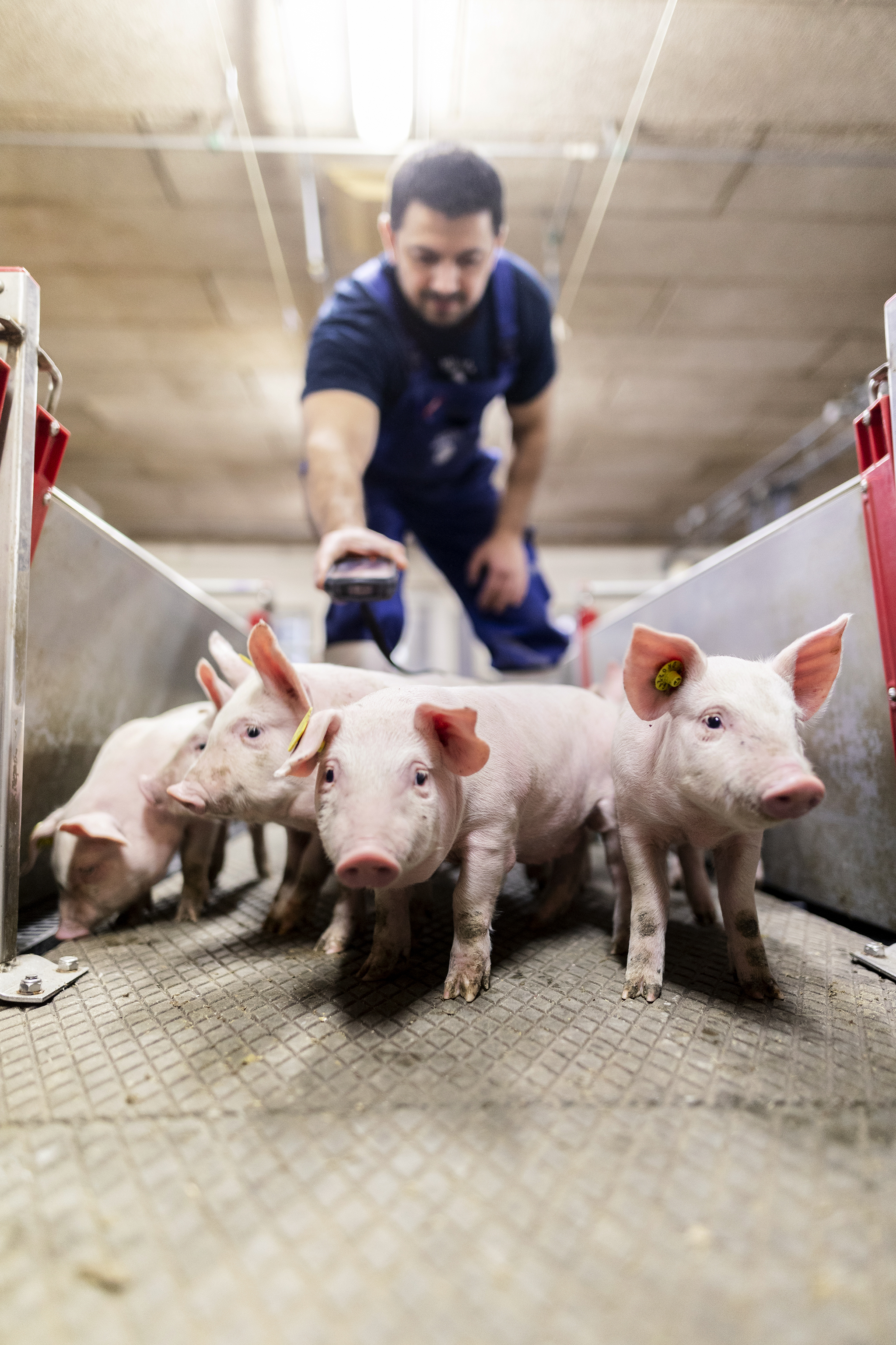 Balanced Breeding for Robust and Highly Efficient Pigs